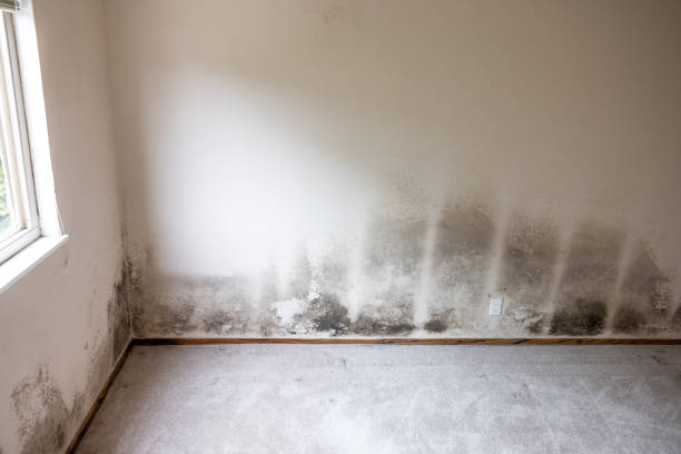 Best Attic Mold Removal  in Camp Verde, AZ